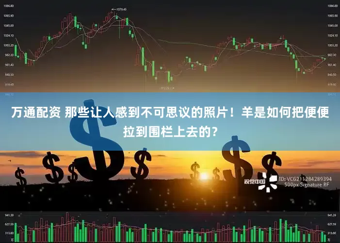 万通配资 那些让人感到不可思议的照片！羊是如何把便便拉到围栏上去的？